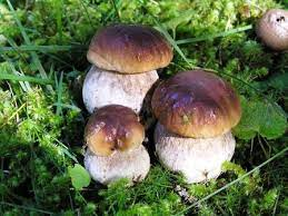 Corso formativo di preparazione ed esame per il rilascio dell'idoneità alla vendita per gli esercenti il commercio di funghi epigei freschi spontanei