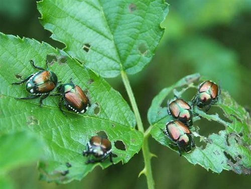 Popilla Japonica â€“ Avviso alla cittadinanza